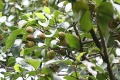 Artocarpus hypargyreus